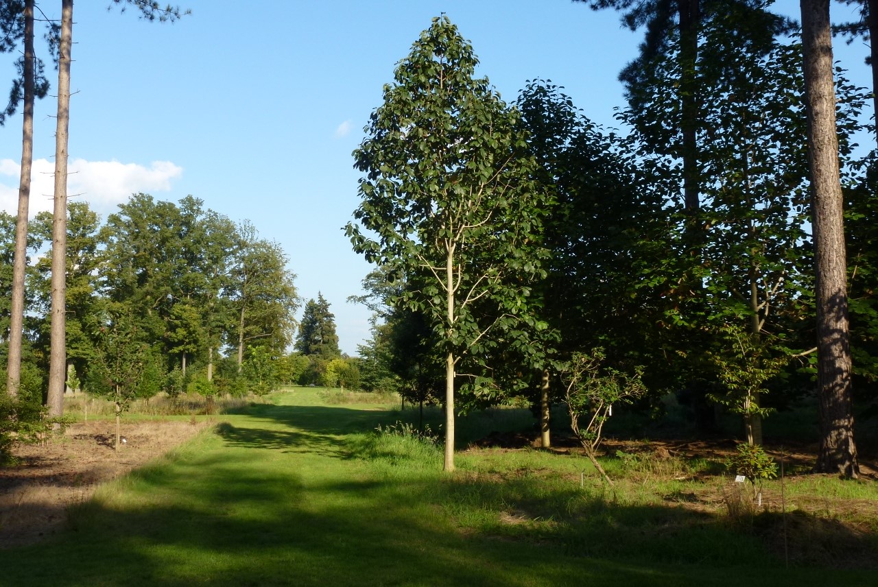 magnolia dawsoniana